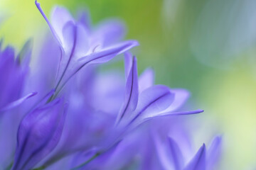 purple triteleia flower