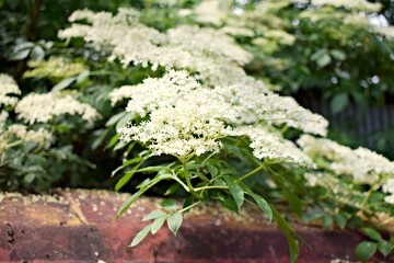 Sambucus nigra also known as elderberry. Blooming elderberry. Flowers of elderberry