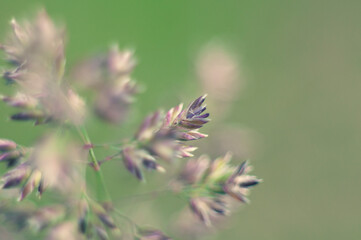 spring flowers close-up