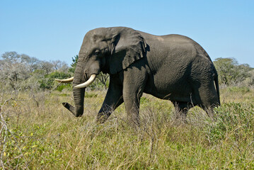 Bull elephant walking through grass at Tembe National Elephant Park, Kwazulu-Natal, South Africa