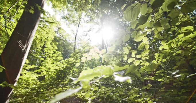 Low-Angled Shot of Lush Green Forest Leaves Against Bright Sunlight Beam