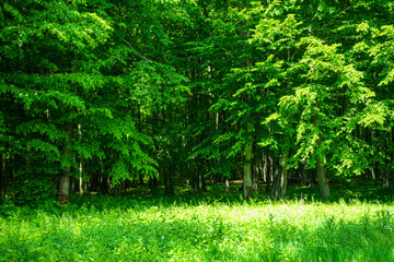 Białowieski Park Narodowy Białowieża Podlasie Drzewa las trawa natura © Dariusz