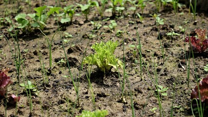 Little vegetables. Vegetables in a garden. Lettuce seed