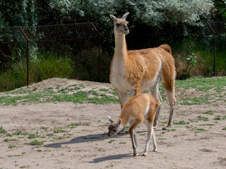 Naklejka premium Two weeks old guanaco baby on field