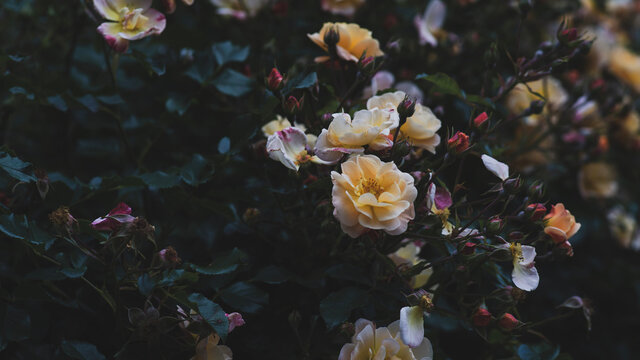 Floral Set in Seattle © @foxfotoco