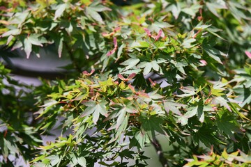 Japanese maple has pink propeller-shaped seeds in early summer and flies with the wind in autumn.