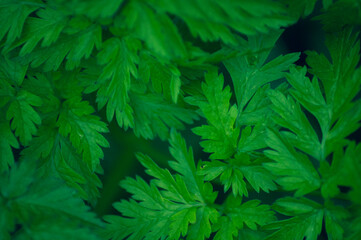 spring background. young green leaves
