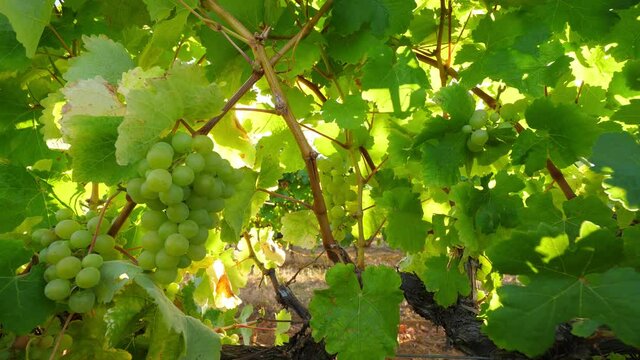 Green berries of vineyard, close up shot, camera move back. Large leaves around, unripe grapes of Vitis vinifera at middle of summer. Sunny and windy weather