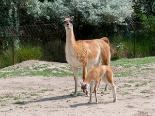 Two weeks old guanaco baby on field