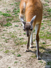 Two weeks old guanaco baby on field
