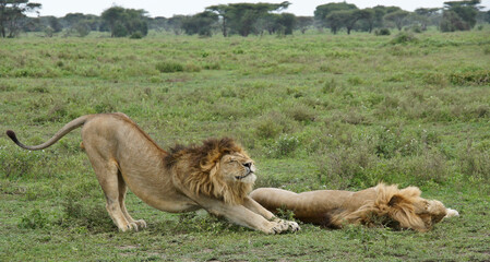 Two male lions (brothers), one sleeping, one stretching, Ngorongoro Conservation Area, Tanzania