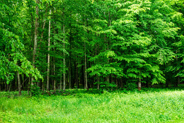 Białowieski Park Narodowy Białowieża Podlasie Drzewa las trawa natura © Dariusz