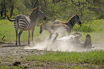 Obraz na płótnie Canvas Common zebras (one taking a dust bath), Ngorongoro Conservation Area, Tanzania