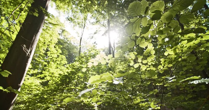 Bright Sun Glare Against Lush Green Beech Forest Trees