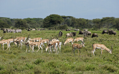 Grant's gazelles, common zebras, and wildebeests grazing, Ngorongoro Conservation Area (Ndutu), Tanzania