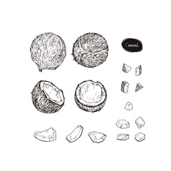 Hand drawn sketch style ripe coconut set. Vector illustration. 
