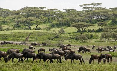 Wildebeests, common zebra, and Masai giraffe, Ngorongoro Conservation Area (Ndutu), Tanzania
