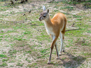 Two weeks old guanaco baby on field