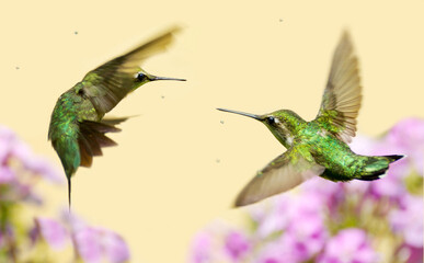 Two ruby throated hummingbirds meeting in mid air, while flying through a sprinkler.