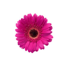 pink red gerber daisy isolated on white