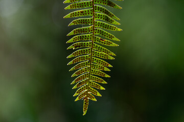 green exotic rainforest leaf close up
