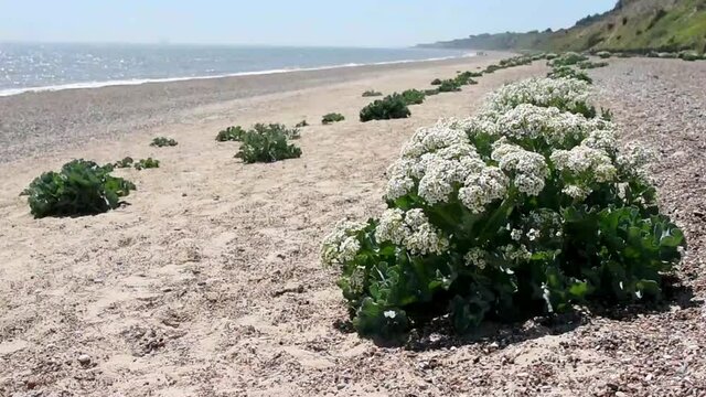 Flowering sea cabbage (Crambe maritima) on shingle beach at Thorpeness