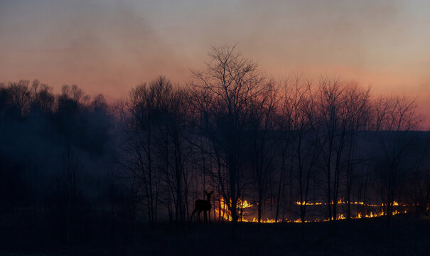 A grass fire at sunset, with a  silhouetted deer looking on, cautiously.