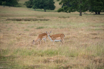 Naklejka na ściany i meble Fallow Deer grazing in open grassland in the south of England.