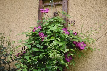 Purple clematis on a ladder