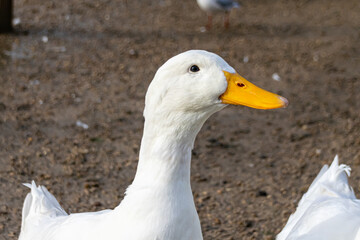 Portrait of a white pekin duck