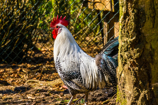 black and white braekel chicken in closeup, popular breed from belgium