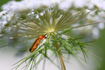 An invasive Common Red Solider Beetle climbs on the underside of Queen Anne's Lace in Toronto, Ontario.