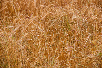 Wheat Plantation photographed in Lauf, Germany. Picture made in 2009.