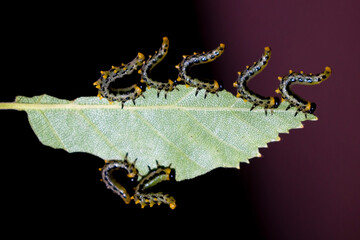Green caterpillars eating leaves
