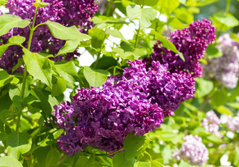 Branch of blossoming lilac in the scene garden. Beautiful purple lilac flowers with selective focus