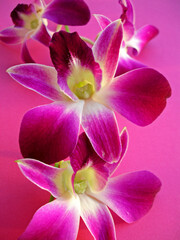 Pink and white orchids