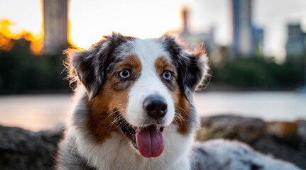 Australian Shepherd Dog in urban city. 