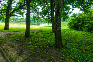 Białowieski Park Narodowy Białowieża Podlasie Ścieżka droga drzewa park © Dariusz