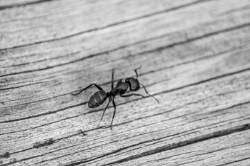 large ant on a wooden background