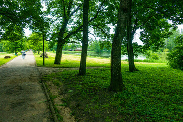 Białowieski Park Narodowy Białowieża Podlasie Ścieżka droga drzewa park - obrazy, fototapety, plakaty