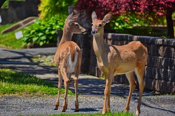 Fototapeta premium white tale deer