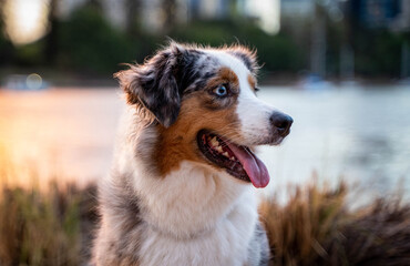 Australian Shepherd Dog in urban city. 