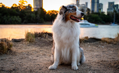 Australian Shepherd Dog in urban city. 