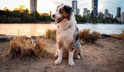 Australian Shepherd Dog in urban city. 