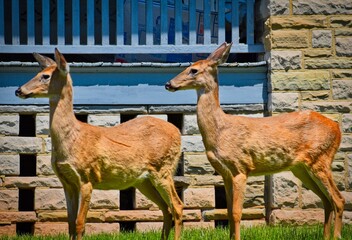 white tale deer