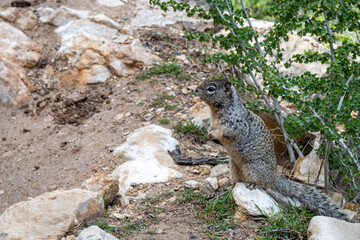 Naklejka na ściany i meble Rock squirrel sitting on a rock along a path