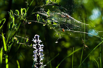 Forest Glade. wild forest flower backlit by the sun is hidden by grass with cobwebs