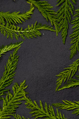 spring background. border frame of green  leaves on a black textured background
