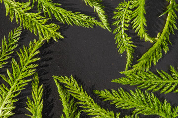 spring background. border frame of green  leaves on a black textured background