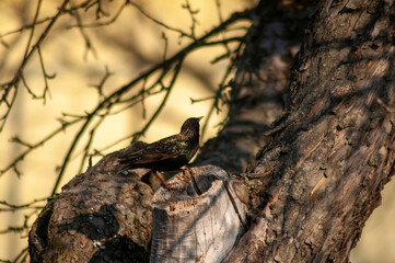 starling bird on a tree branch on a beautiful  background